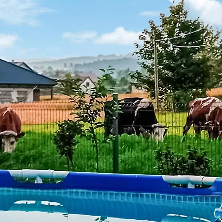 Daire Pet Friendly In *